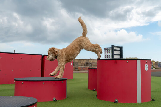 A blond Cockapoo dog shows it's agility by leaping between platforms of differing heights; South Shields, Tyne and Wear, England
