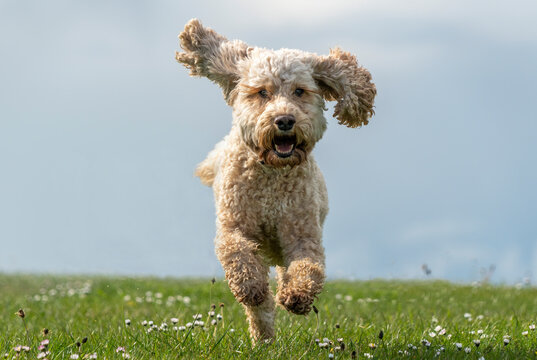 Blond cockapoo runs on a field towards the camera; South Shields, Tyne and Wear, England