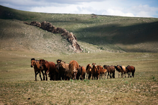 A herd of horses graze on the Mongolian Steppe.