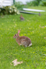 A cute young cottontail rabbit on the grass in a yard in Minnesota, USA.

