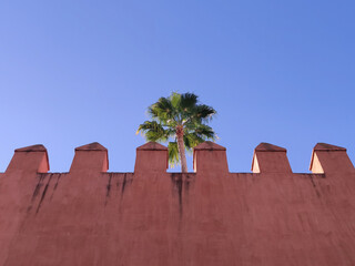 Palm trees. Travel and tourism concept. Low angle shot
