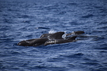 Pilot whale entangled