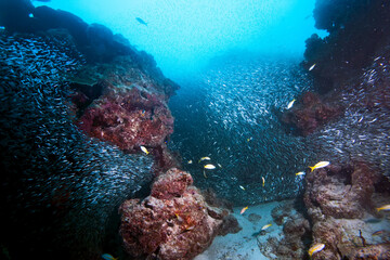 Fry schooling to ward off predators.