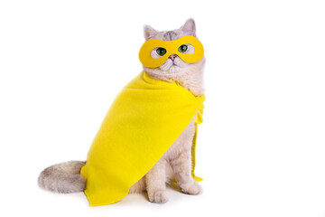Funny white cat in a yellow mask and cape, sitting on a white background - obrazy, fototapety, plakaty