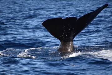 Fototapeta premium Sperm whale tail