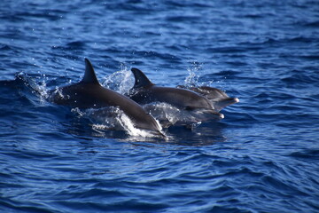 Dolphin's family