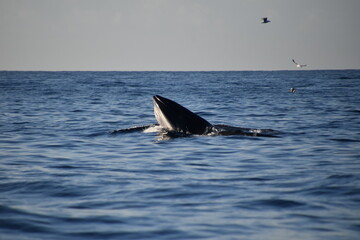 Fototapeta premium Bryde's whale feeding