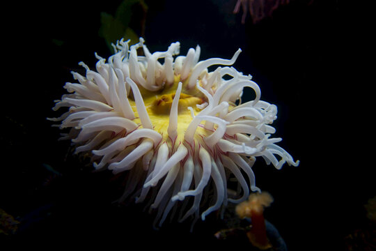 A colorful sea anemone.