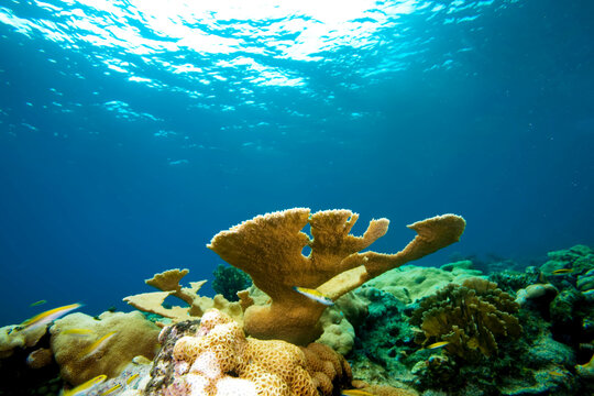 Elkhorn Coral in the Gulf of Mexico.