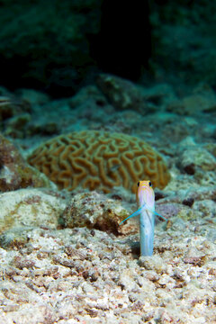 A timid damsel fish is ready to back into its burrow at any time.