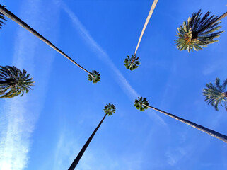 Palm trees. Travel and tourism concept. Low angle shot
