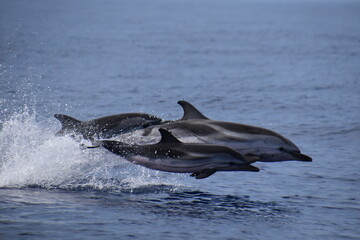Stripped dolphins flight