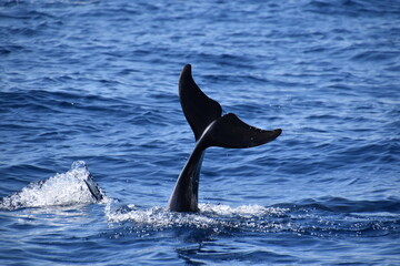 Bottlenose dolphin tail