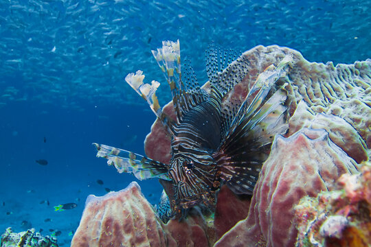 A lion fish and fish schooling in blue water over reef, Pterois volitans.