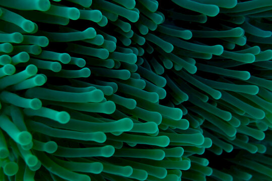 A close view of a sea anemone.