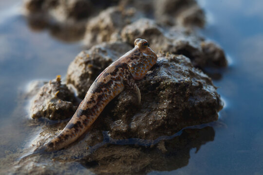 A mudskipper, Periophthalmus gracilis, out of the water on a rock.