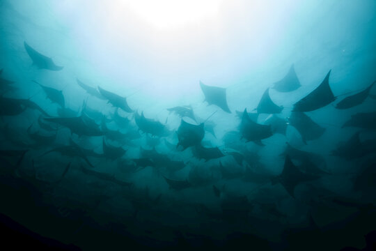 Mobula Rays schooling off of the Cabo Arch.