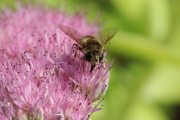 a honey bee is feeding on nectar at a pink sedum flower with a green background in the garden in summer closeup