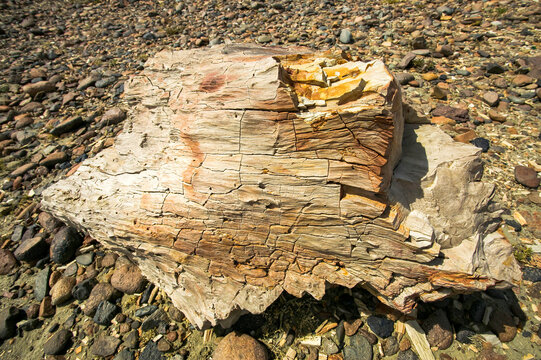 Piece of petrified tree, complete with petrified woodworm holes, at Jose Ormachea Petrified Forest, a petrified forest near the city of Comodoro Rivadavia, Argentina; Patagonia, Argentina