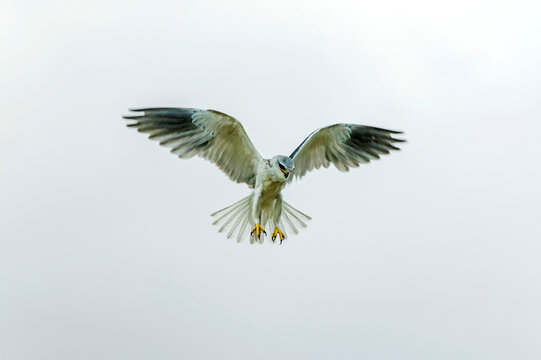 Black-winged Kite (Elanus caeruleus) in flight, Maasai Mara National Reserve; Kenya