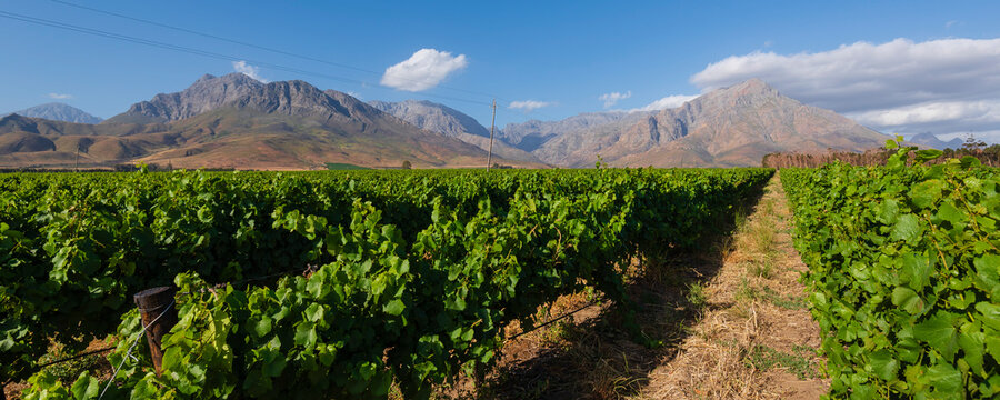 Vineyards with rows of grape vines and mountains on the horizon in the winelands of Franschhoek; Franschhoek, Cape Winelands, Western Cape, South Africa