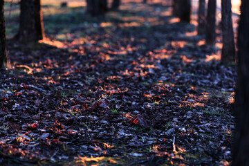 Obraz premium Autumn park at sunset in orange light, landscape, trees without foliage, sun rays.