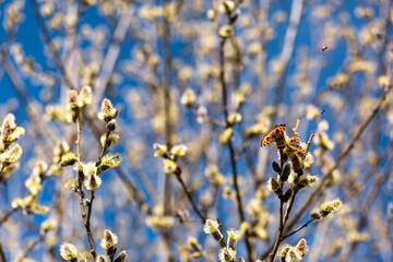 Orange butterfly on the branches, with yellow buds, spring close-up.