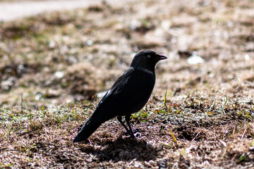 Rook, on a clear sunny day, close-up.