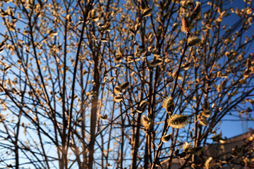 Willow branches with yellow buds in spring against the backdrop of sunset.