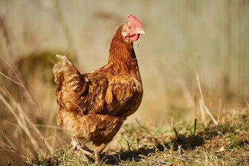 Portrait of a chicken (Gallus gallus domesticus), hen standing in a field; Upper Palatinate, Bavaria, Germany