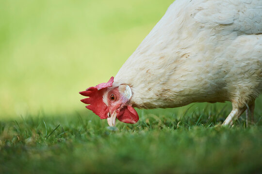 Portrait of a chicken (Gallus gallus domesticus), hen, feeding on a meadow; Upper Palatinate, Bavaria, Germany