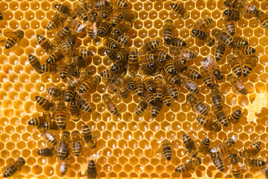 Close-up of honey bees (Apis mellifera) on a honeycomb, Petersfield; Hampshire, England, United Kingdom