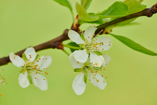 Close-up of delicate flower blossoms and leaves on a prune plum tree (Prunus domestica subsp. domestica) on a bright green background in spring; Bavaria, Germany