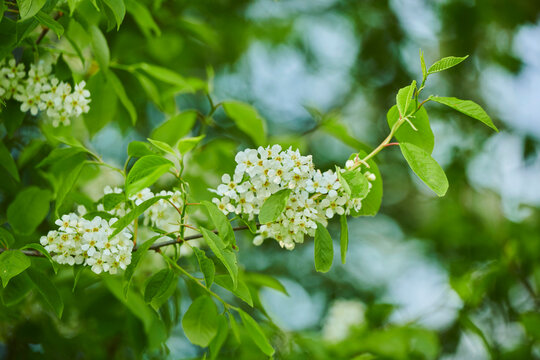 Close-up of flower blossoms and leaves of the bird cherry tree (Prunus padus); Bavaria, Germany