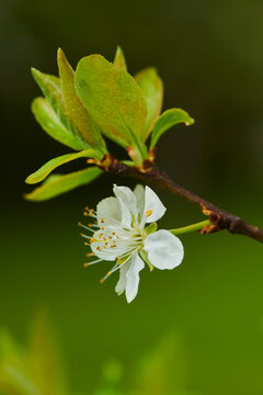 Close-up of a delicate flower blossom and leaves on a prune plum tree (Prunus domestica subsp. domestica) in spring; Bavaria, Germany