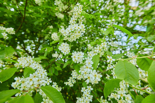 Close-up of flower blossoms and leaves of the bird cherry tree (Prunus padus); Bavaria, Germany