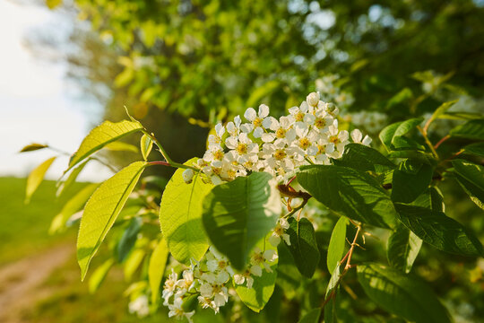 Close-up of flower blossoms and leaves on a bird cherry tree (Prunus padus) in a field; Bavaria, Germany