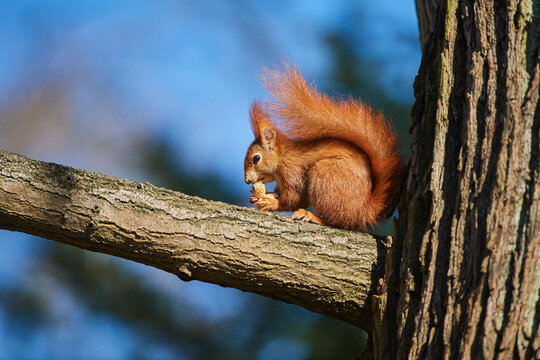 Eurasian red squirrel (Sciurus vulgaris) on a tree branch eating a nut; Bavaria, Germany