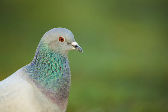 Portrait of a feral pigeon (Columba livia domestica) with a green background; Frankonia, Bavaria, Germany