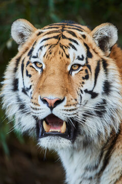 Portrait of a Siberian tiger (Panthera tigris tigris); Bavaria, Germany