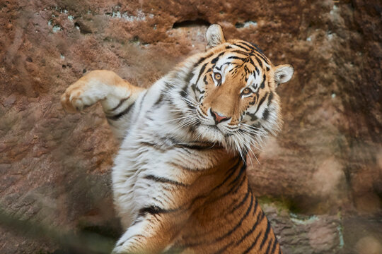 Portrait of a Siberian tiger (Panthera tigris tigris); Bavaria, Germany