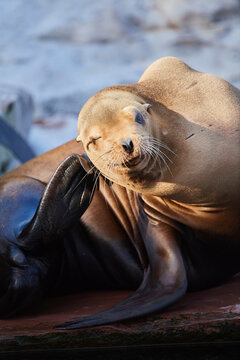 California sea lion (Zalophus californianus), captive; Germany