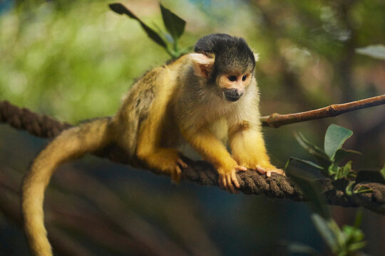 Common squirrel monkey (Saimiri sciureus), captive; Germany