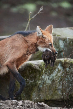 Maned wolf (Chrysocyon brachyurus) carrying a small cub, captive; Germany