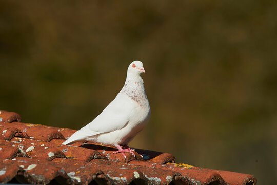 Domestic pigeon (Columba livia domestica) standing on the terracotta tile of a roof; Bavaria, Germany