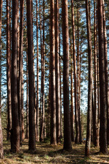 Obraz premium Pine forest in spring, on a sunny day, vertical orientation.