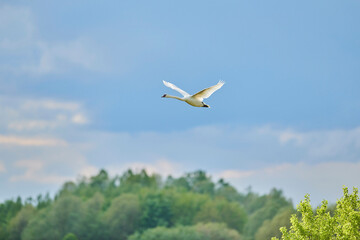 Mute swan (Cygnus olor) flying in the sky with coloured clouds, Bavarian Forest; Bavaria, Germany