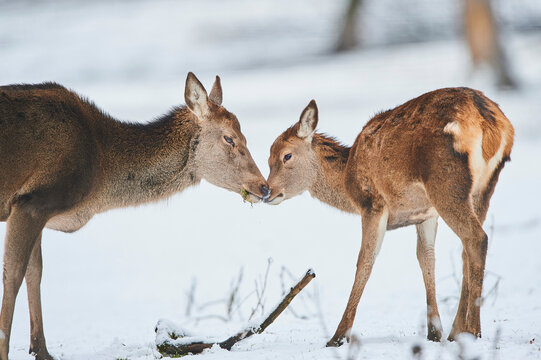 Red deer (Cervus elaphus) hind and fawn nuzzling on a snowy meadow, captive; Bavaria, Germany