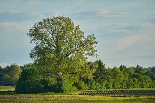 Great European aspen (Populus tremula) tree and farmland in the Bavarian Forest; Bavaria, Germany