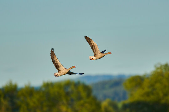 Greylag geese (Anser anser) flying in a blue sky over the Bavarian Forest; Bavaria, Germany